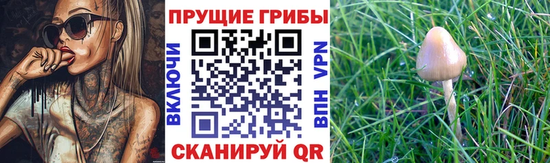 мориарти клад  Заречный  Псилоцибиновые грибы мухоморы 